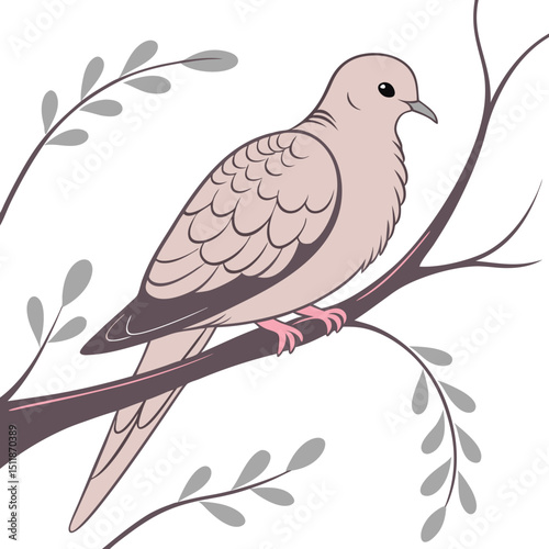 Mourning Dove vector image