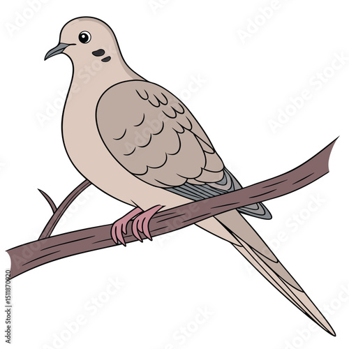 Mourning Dove vector image