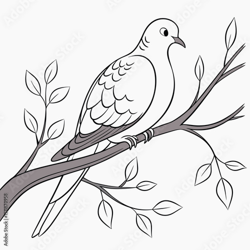 Mourning Dove