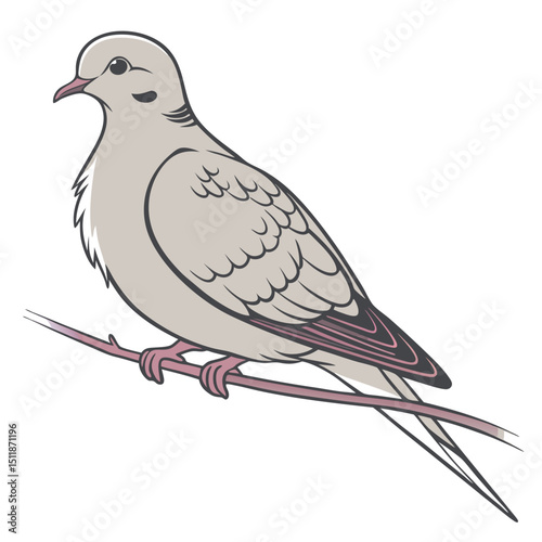 Mourning Dove