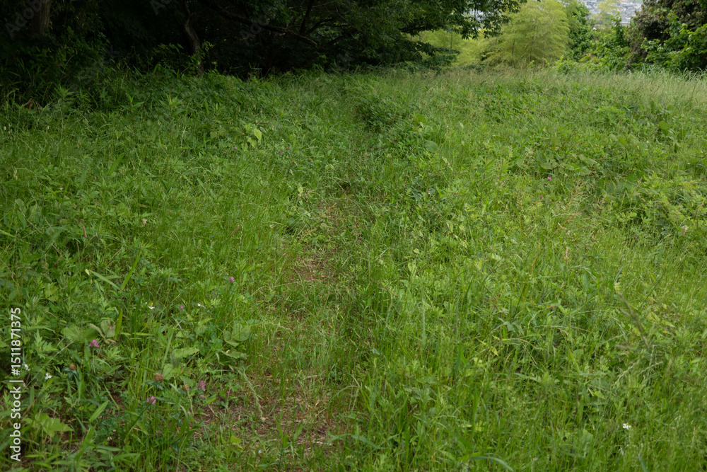 Obraz premium 獣道