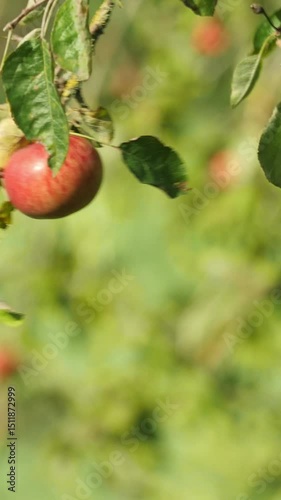 Close-up of ripe apple on a tree branch with surrounding foliage. Vertical video