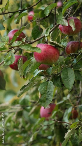 Red apples hanging from a leafy branch in a tranquil orchard. Vertical video.