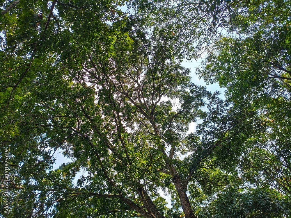 Fototapeta premium trees in the forest