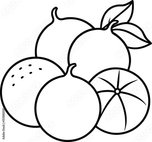 Citrus Fruit Outline Set for Design and Decoration.