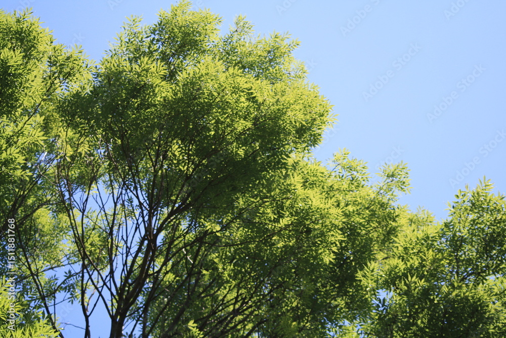 Obraz premium Lush green leaves of a tree canopy lit by sunlight under a clear sky.