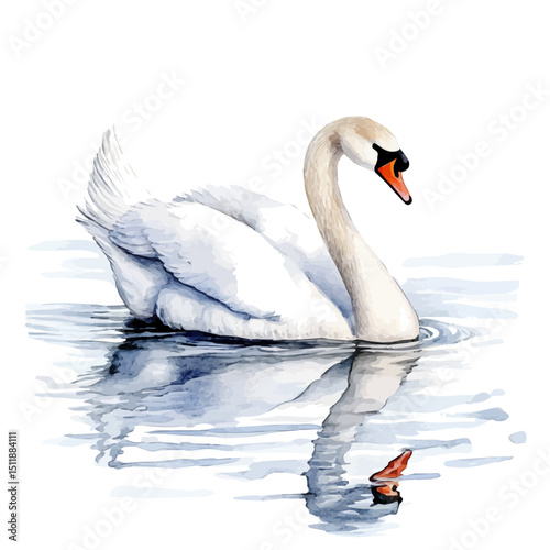 Swan Swimming On Lake, watercolor drawing vector, high quality, isolated on a white background.