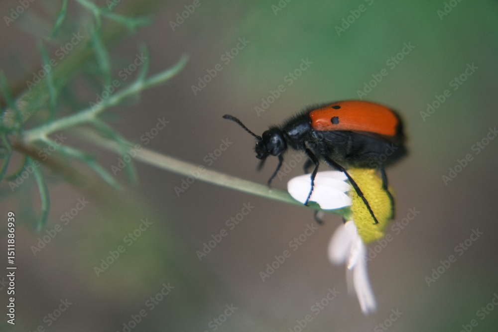 Naklejka premium ladybird on a leaf