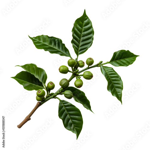 Wallpaper Mural Vibrant green arabica coffee plant branch with fresh unripe berries, a natural organic botanical study of tropical agriculture Torontodigital.ca