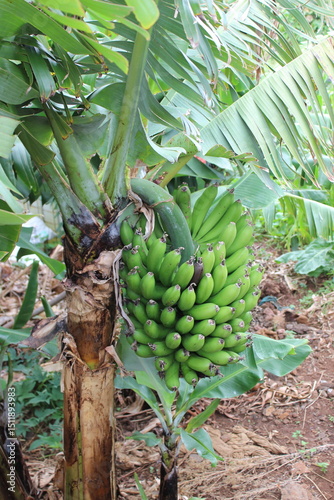 Wallpaper Mural Bananenstaude, grüne Bananen, Bananenpflanze, Staude	 Torontodigital.ca