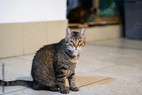 A cat is comfortably sitting on a tiled floor, looking directly at the camera