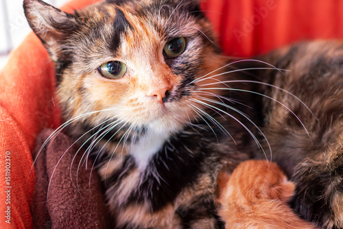A calico cat holds a cute kitten looking at the camera