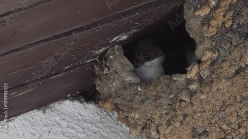 House martins nestlings watch the world from their hole.