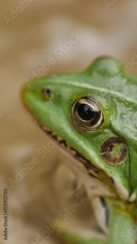 Close-up of a green frog eye in natural habitat. Vertical video