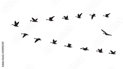 Silhouette of birds flying in a flock in the sky, isolated background, vector illustration.
