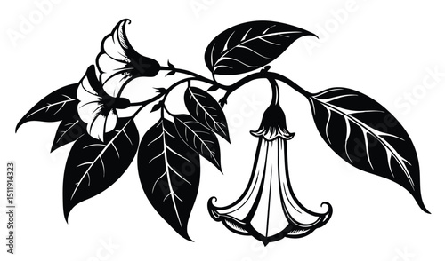 Elegant black and white datura flower illustration
