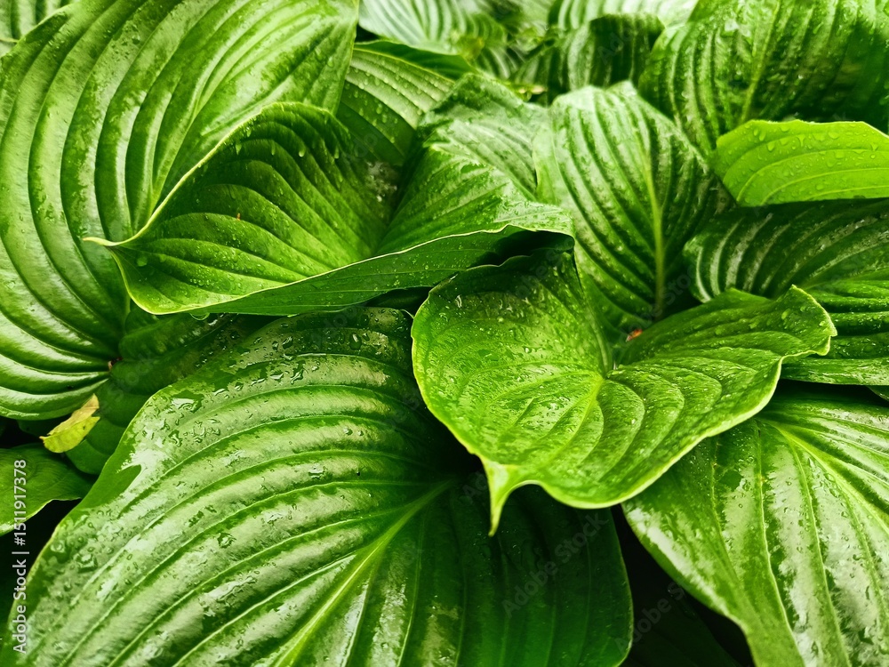 Fototapeta premium juicy green hosta leaves in drops of dew