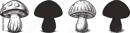 Detailed mushroom illustration with silhouettes showcasing cap stem and texture, Mushrooms ink sketch black and white engraving monochrome vector illustration