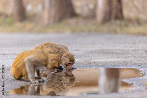 Canvas Print Rhesus macaque (Macaca mulatta) or Indian Monkey with cub in forest with cub