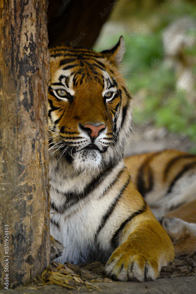 Obraz premium A detailed close-up of a majestic Bengal tiger, showcasing its intense gaze, striking orange fur, and black stripes. The image captures the raw power and elegance of the big cat in its natural habitat