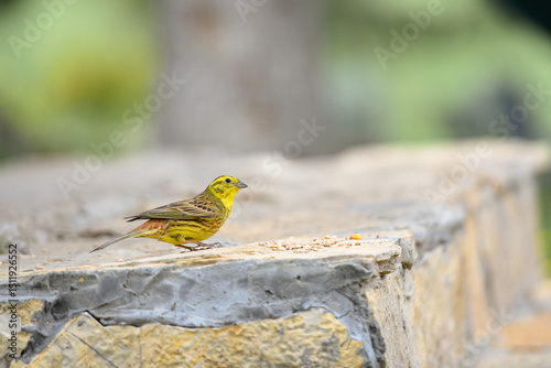 Fototapete A small yellow bird perches on a weathered stone step, bathed in natural light and surrounded by a rustic outdoor setting
