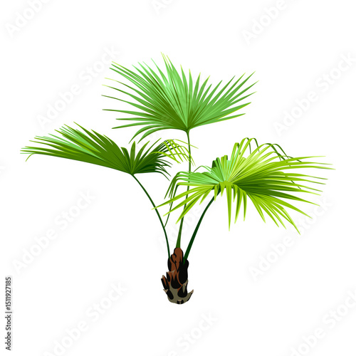 Green Palm Tree isolated on a white background. Desert and tropical houseplants. 
