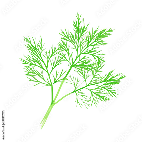 Vector illustration of a delicate and wispy bunch of fresh dill with bright green hues on white background