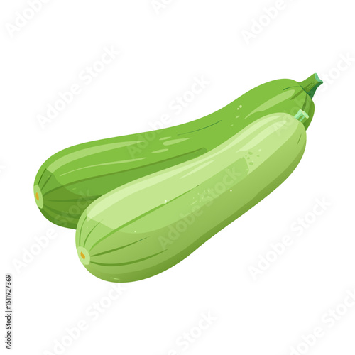 Vector illustration of a mild and nutty zucchini with soft green skin on white background