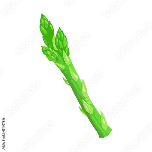 Vector illustration of a tender and flavorful asparagus spear with crisp green texture on white background