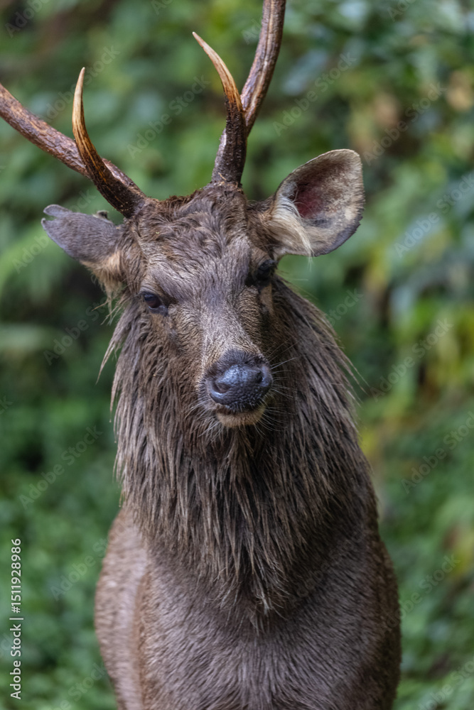 Fototapeta premium Sambar deer (Rusa unicolor) walking near river in the forest of Jim Corbett National park.