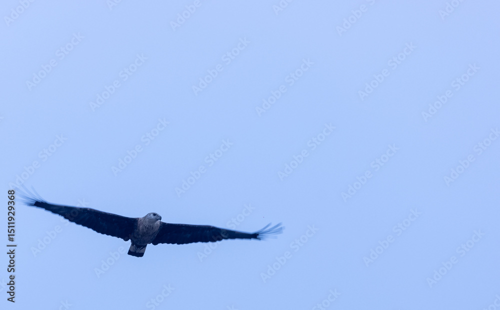 Obraz premium Grey-headed fish (Ichthyophaga ichthyaetus) eagle flying in sky for fishing.