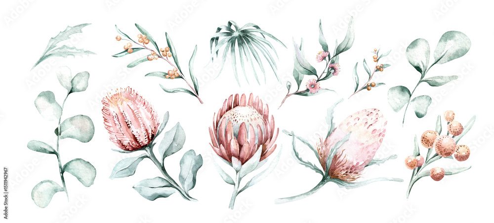 Fototapeta premium Set of watercolor protea flower and tropical leaves, hand painted illustration of exotic australian and african floral elements isolated on a white background.
