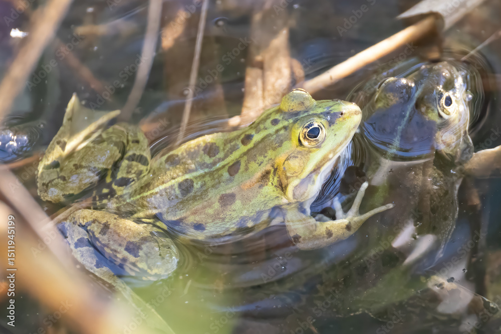 water frog in a pond water frog in a pond
