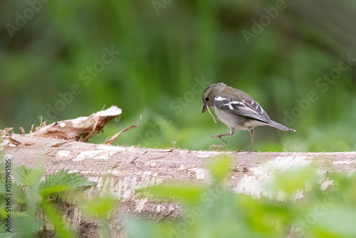 female chaffink with nesting material in its beak