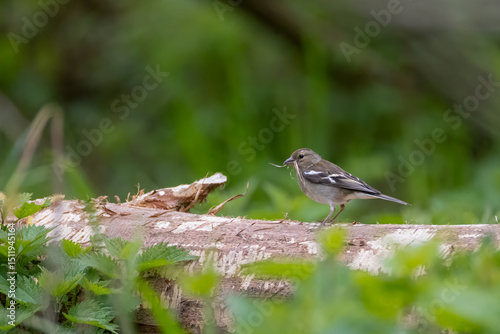 female chaffink with nesting material in its beak
