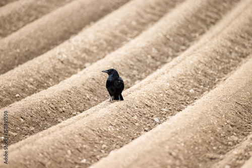raven on a brown, furrowed agricultural field