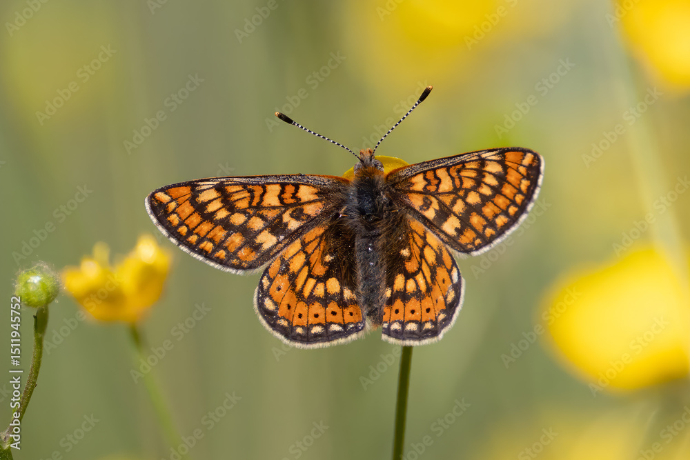 Fototapeta premium Scabious Fritillary on a yellow flower