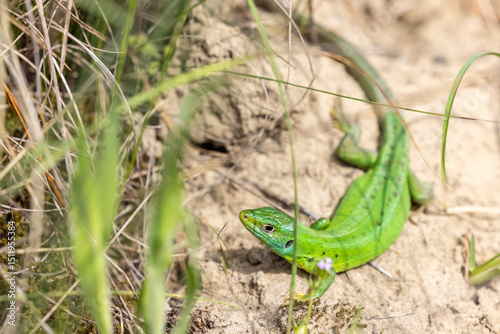 Male western green lizard hunting (Lacerta bilineata)