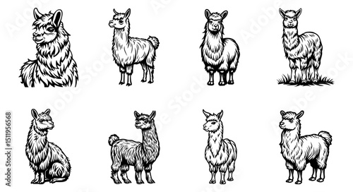 set of llama alpaca animal vector illustrations 
