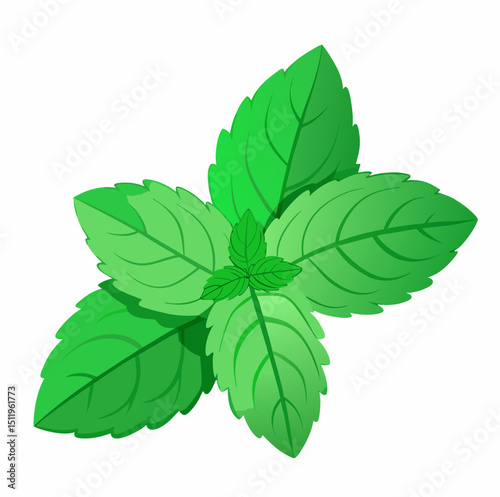 Fresh mint leaves isolated on withe background