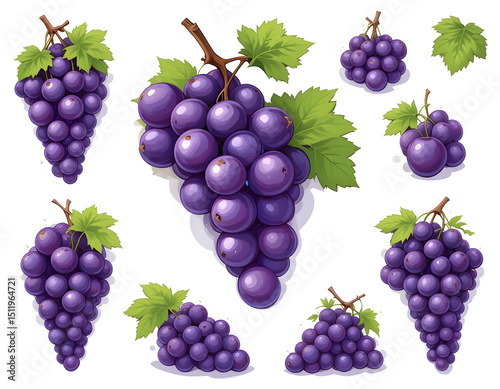 Fresh purple grapes organic vineyard graphic illustrations natural setting aerial view healthy eating concept