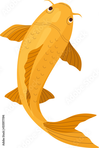 Koi Fish Top View Illustration