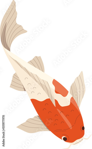 Koi Fish Top View Illustration