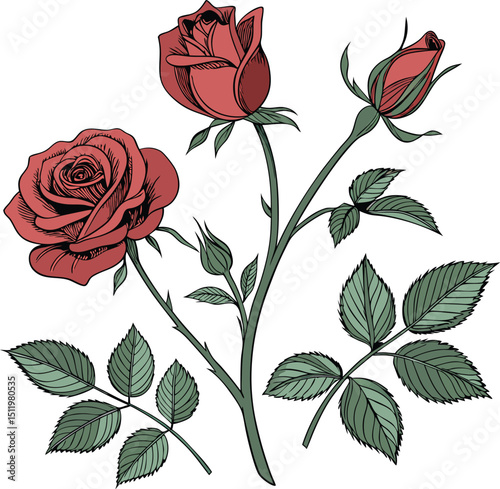 Set of velvet red roses with buds and green leaves. Watercolor set of roses in botanical style, suitable for decorating flower shops, weddings, Valentine's Day, cards, banners