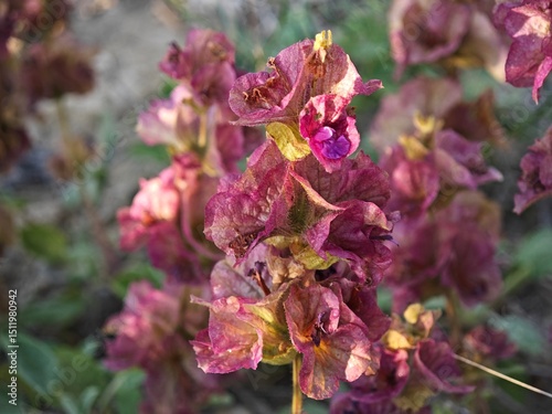 Salvia Pachyphylla photo