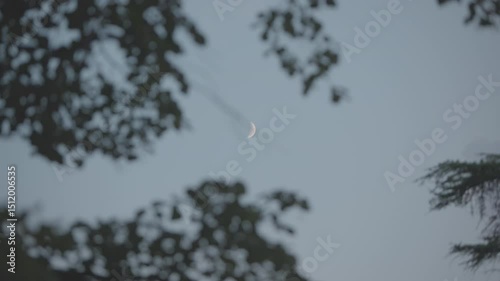 Tranquil Night Scene with Half Moon and Tree Silhouettes Swaying Gently in the Wind

