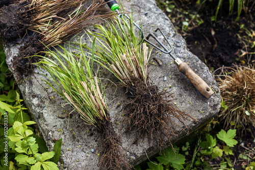 Dividing ornamental grasses for replanting in spring garden. Garden tools and planting. Eco lifestyle and slow living. Close-up of plant roots. top view