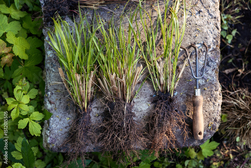 Принти на полотні Dividing ornamental grasses for replanting in spring garden