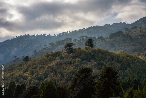Araucaria araucana trees dot the misty, forested hillsides under a dramatic, cloudy sky. Patagonian landscape photo