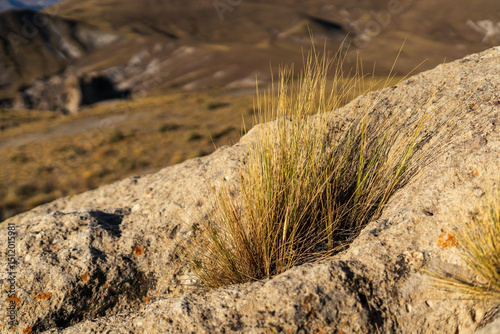 Close-up of golden grasses growing on a rocky outcrop photo